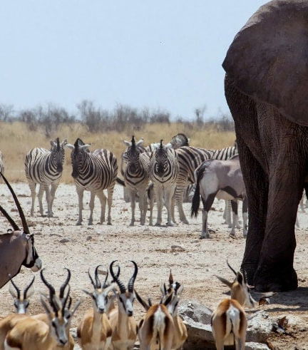 Foto - Escursione al Parco Nazionale del Chobe