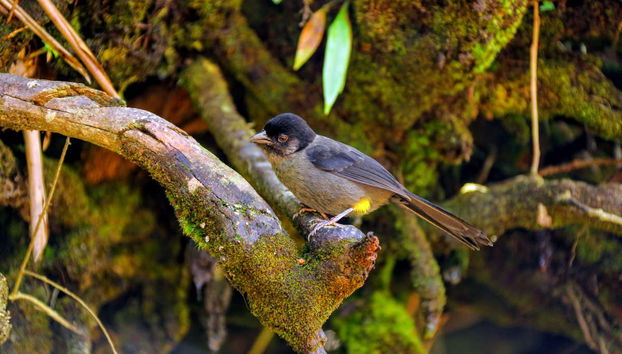 Excursion au Parc National du Volcan Poás - Photo 5