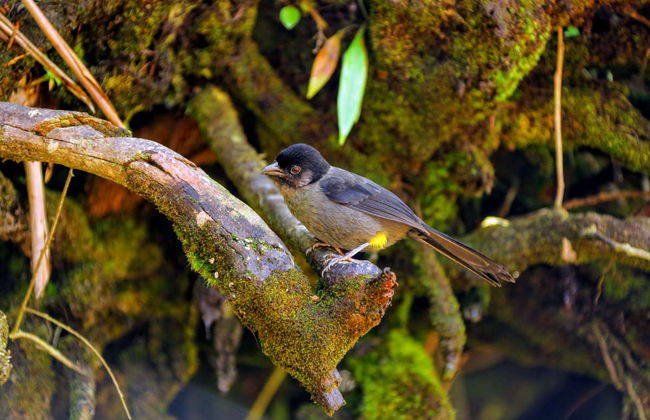 Excursión al Parque Nacional Volcán Poás - Foto 6