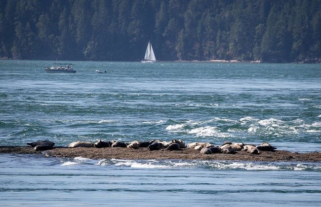 Avistamiento de ballenas en Vancouver - Foto 2