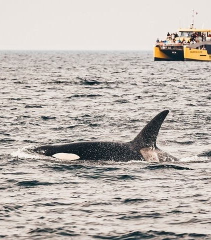 Foto de Avistamiento de ballenas en Vancouver