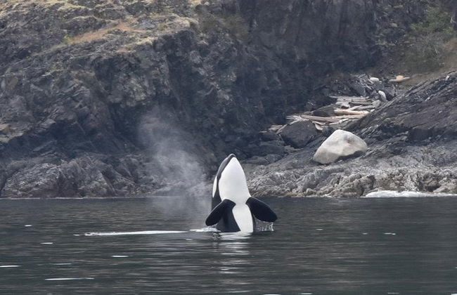 Avistamiento de ballenas en Vancouver - Foto 4