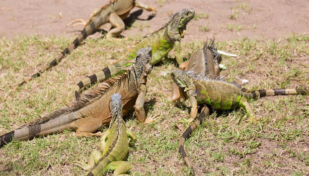 Le famose iguane di Ventanilla