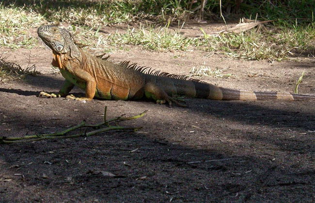 Tour por Ventanilla, Mazunte y Zipolite - Foto 7
