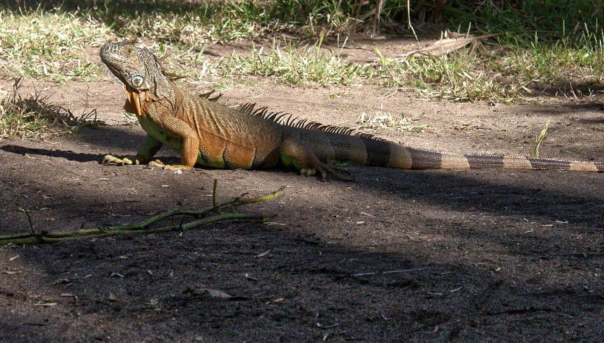 Tour di Ventanilla, Mazunte e Zipolite