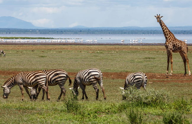 Lake Manyara Safari - Photo 1