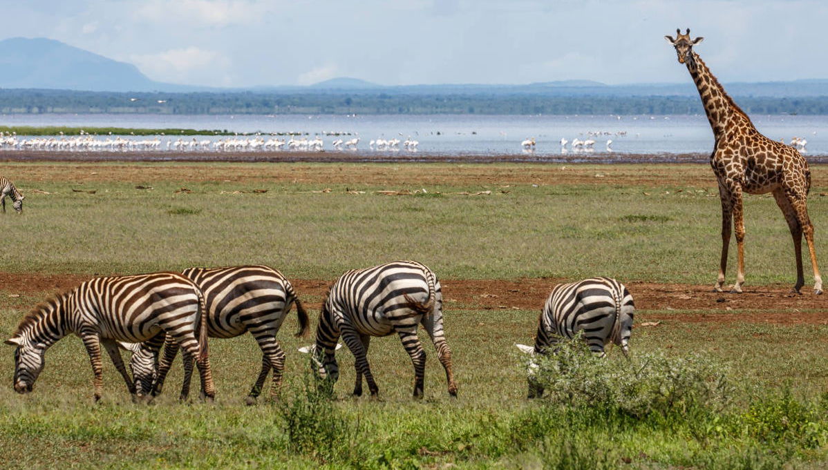 Lake Manyara Safari - Foto 1