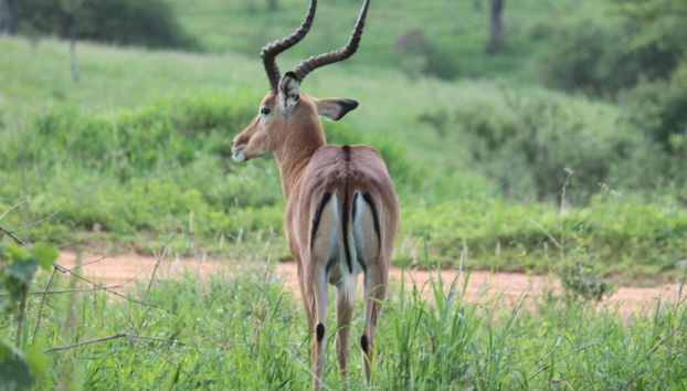 Lake Manyara Safari - Foto 3