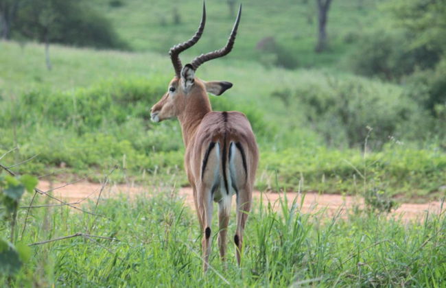Lake Manyara Safari - Photo 3