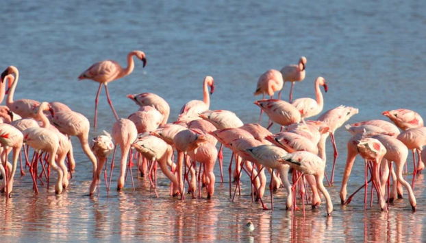 Lake Manyara Safari - Foto 2