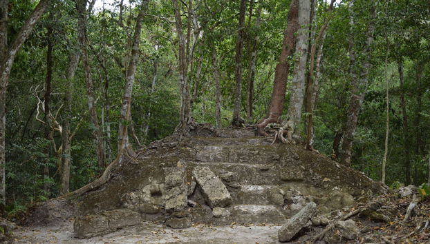 Trekking de 5 días por El Mirador y El Tintal - Foto 5