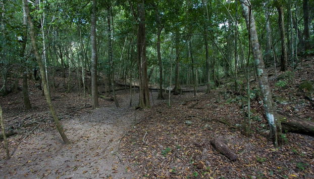 Trekking de 5 días por El Mirador y El Tintal - Foto 2