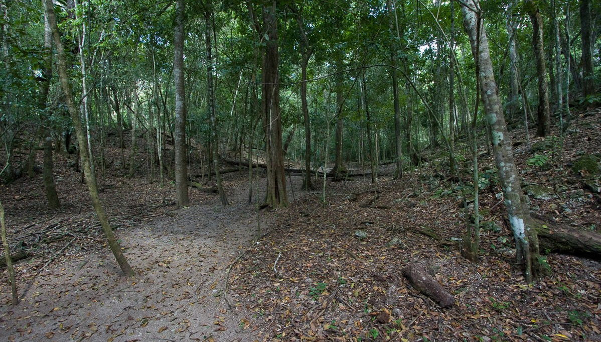 Tour de 5 días por El Mirador y El Tintal - Foto 1