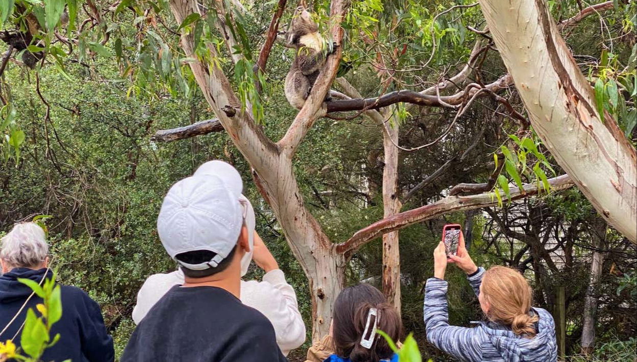 Great Ocean Road Tour - Photo 1