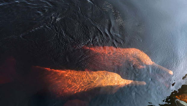 Meeting of the Waters Day Trip & Indigenous Village Visit - Foto 3