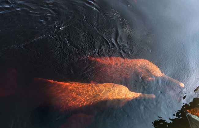 Meeting of the Waters Day Trip & Indigenous Village Visit - Foto 3