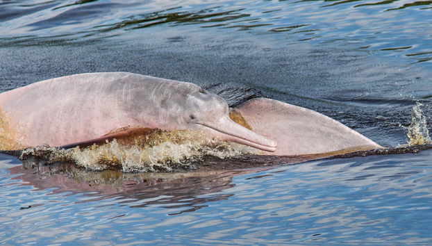 Amazon River Tour - Foto 5