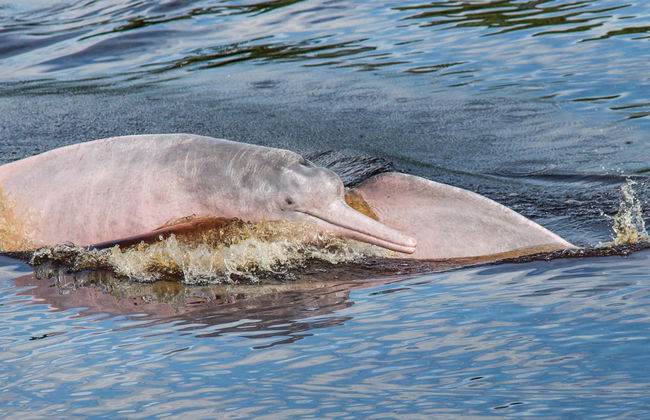 Amazon River Tour - Foto 5