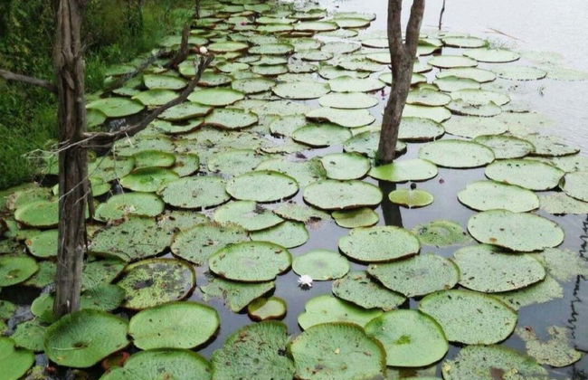 Excursión al Encuentro de las Aguas + Visita a una aldea aborigen - Foto 2