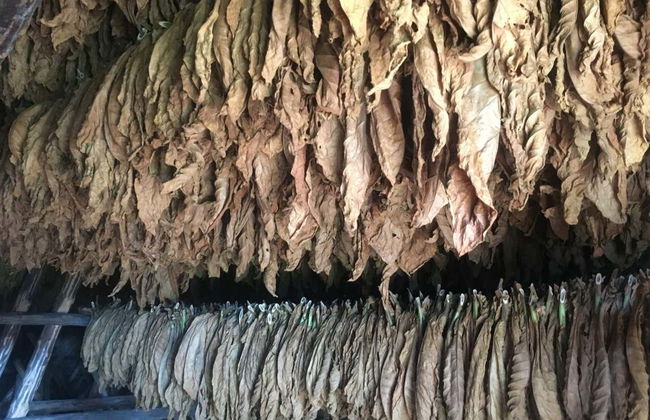 Tour della Valle di Viñales in bicicletta - Foto 8