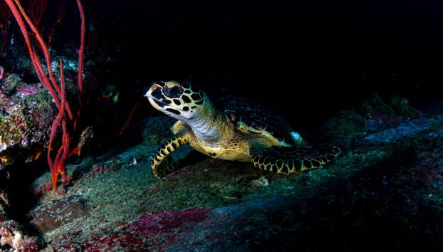 Buceo nocturno en Koh Tao - Foto 3