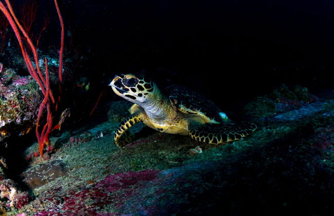 Koh Tao Night Diving - Photo 3