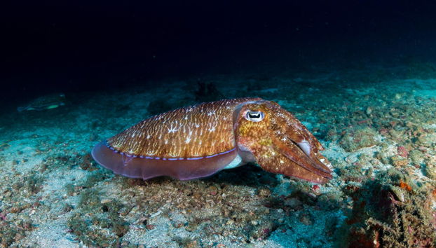 Buceo nocturno en Koh Tao - Foto 2