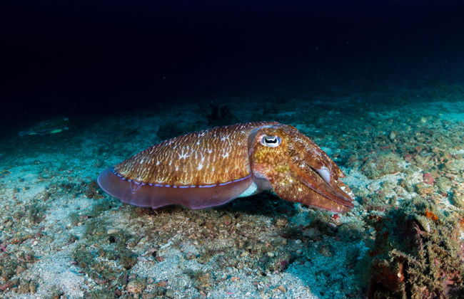 Koh Tao Night Diving - Photo 2