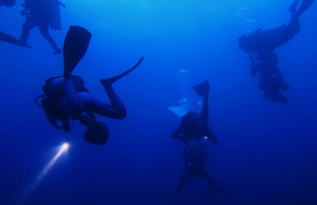 Koh Tao Night Diving - Photo 5