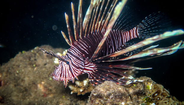 Buceo nocturno en Koh Tao - Foto 4