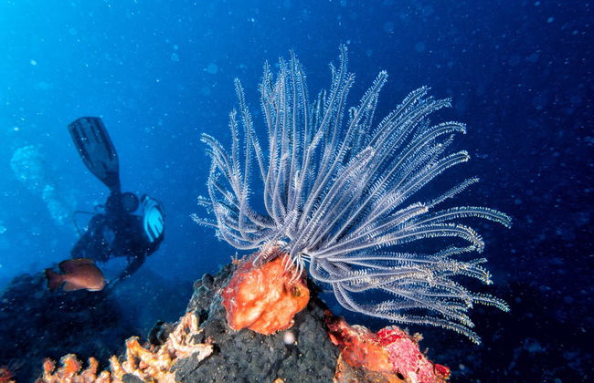 Koh Tao Night Diving - Photo 1