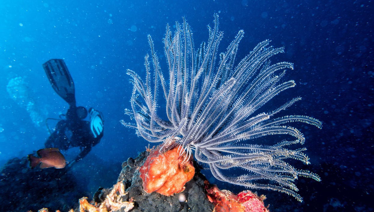 Buceo nocturno en Koh Tao - Foto 1