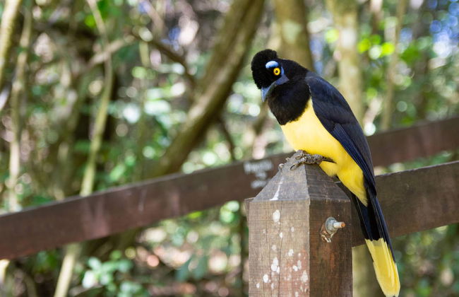 Calilegua National Park Tour - Foto 1