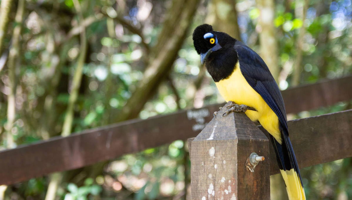 Calilegua National Park Tour - Foto 1