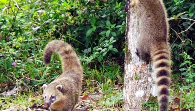 Calilegua National Park Tour - Foto 3