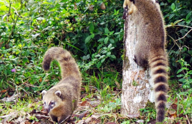 Calilegua National Park Tour - Foto 3