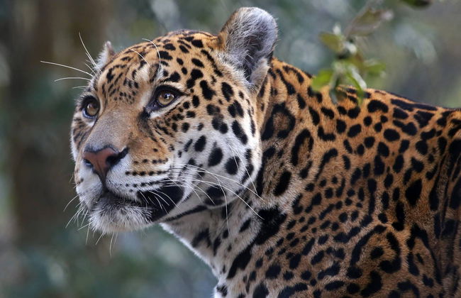 Calilegua National Park Tour - Foto 6