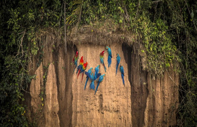 Amazon Rainforest: 4 or 5-Day Tour - Foto 1