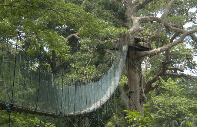 Amazon Rainforest: 4 or 5-Day Tour - Foto 3