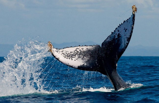 Avvistamento di balene + Visita a una fabbrica di vetro - Foto 6