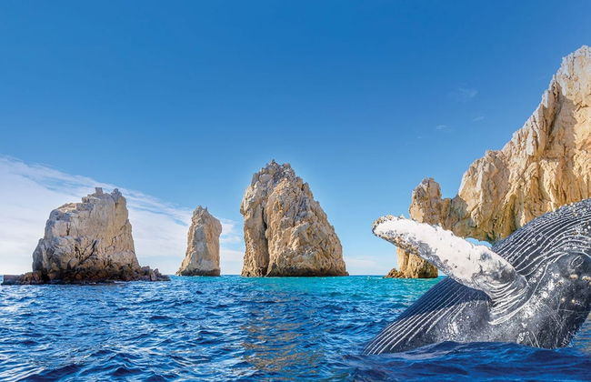 Avistamiento de ballenas + Visita a una fábrica de vidrio - Foto 4