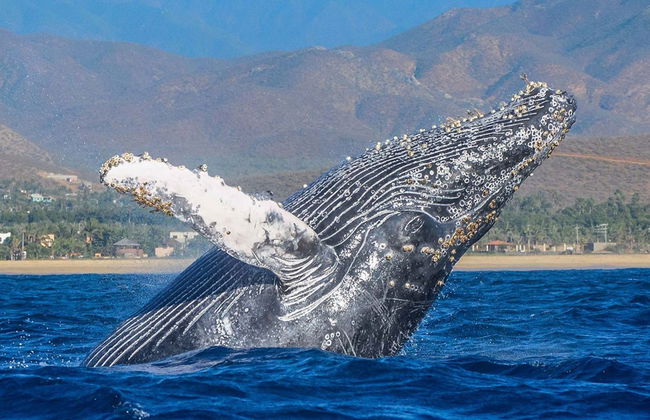 Avistamiento de ballenas + Visita a una fábrica de vidrio - Foto 3