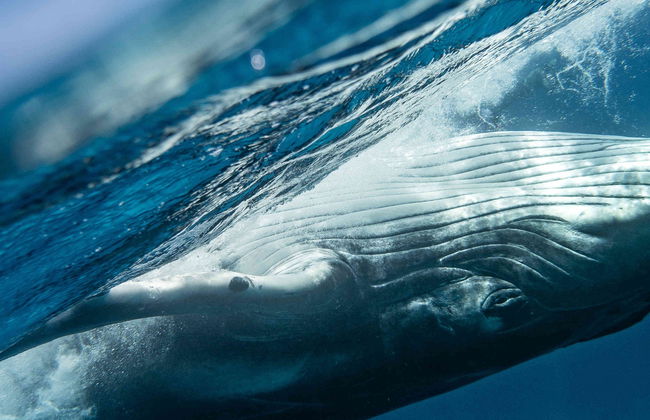 Avistamiento de ballenas + Visita a una fábrica de vidrio - Foto 5