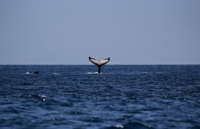Avistamiento de ballenas + Visita a una fábrica de vidrio - Foto 2