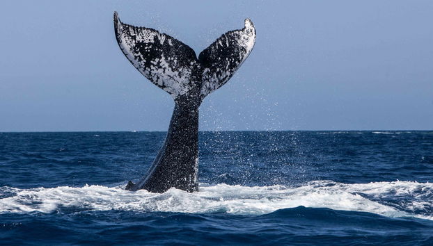 Avvistamento di balene + Visita a una fabbrica di vetro - Foto 4
