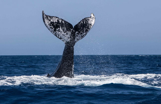 Avvistamento di balene + Visita a una fabbrica di vetro - Foto 4