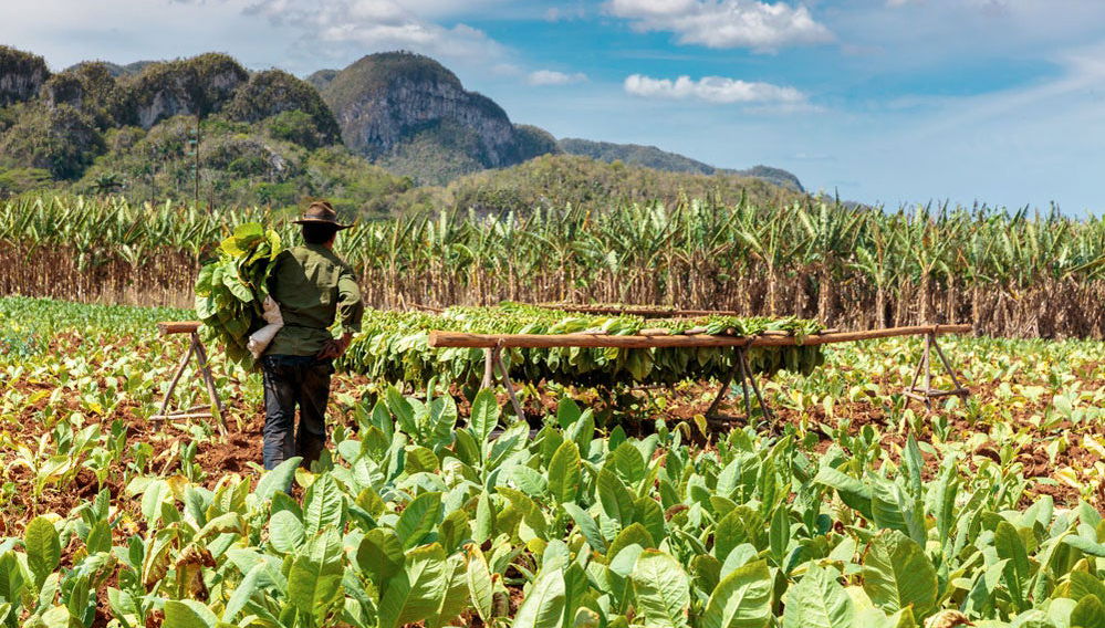 Excursion à la Vallée de Viñales - Photo 1