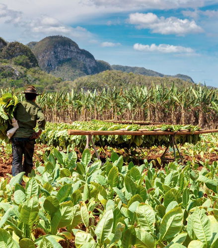 Photo - Excursion à la Vallée de Viñales