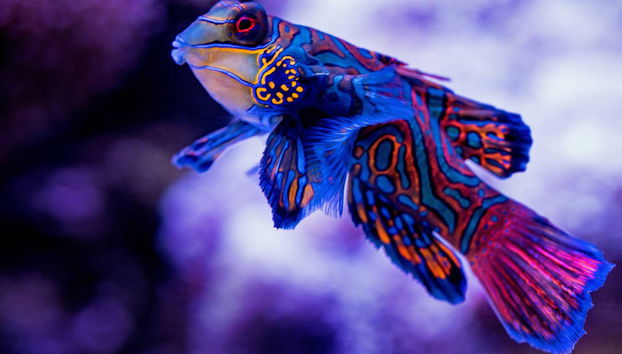Biglietti per l'acquario di Cairns - Foto 2