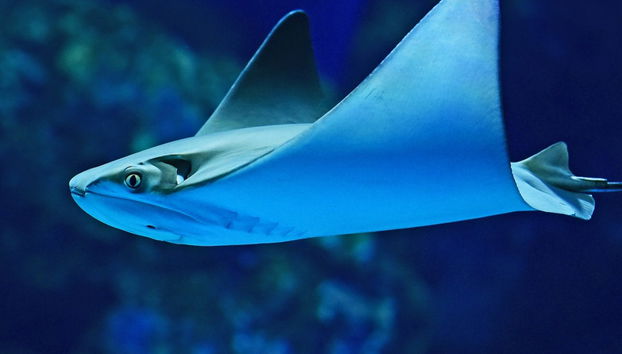 Biglietti per l'acquario di Cairns - Foto 3